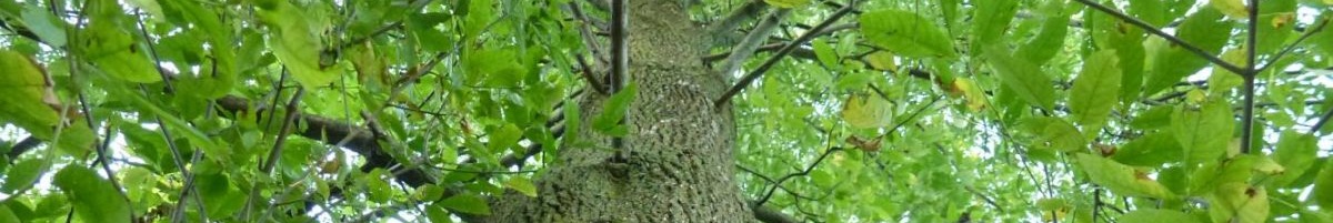 Save our Ashes! – Ravenswood Manor Improvement Association